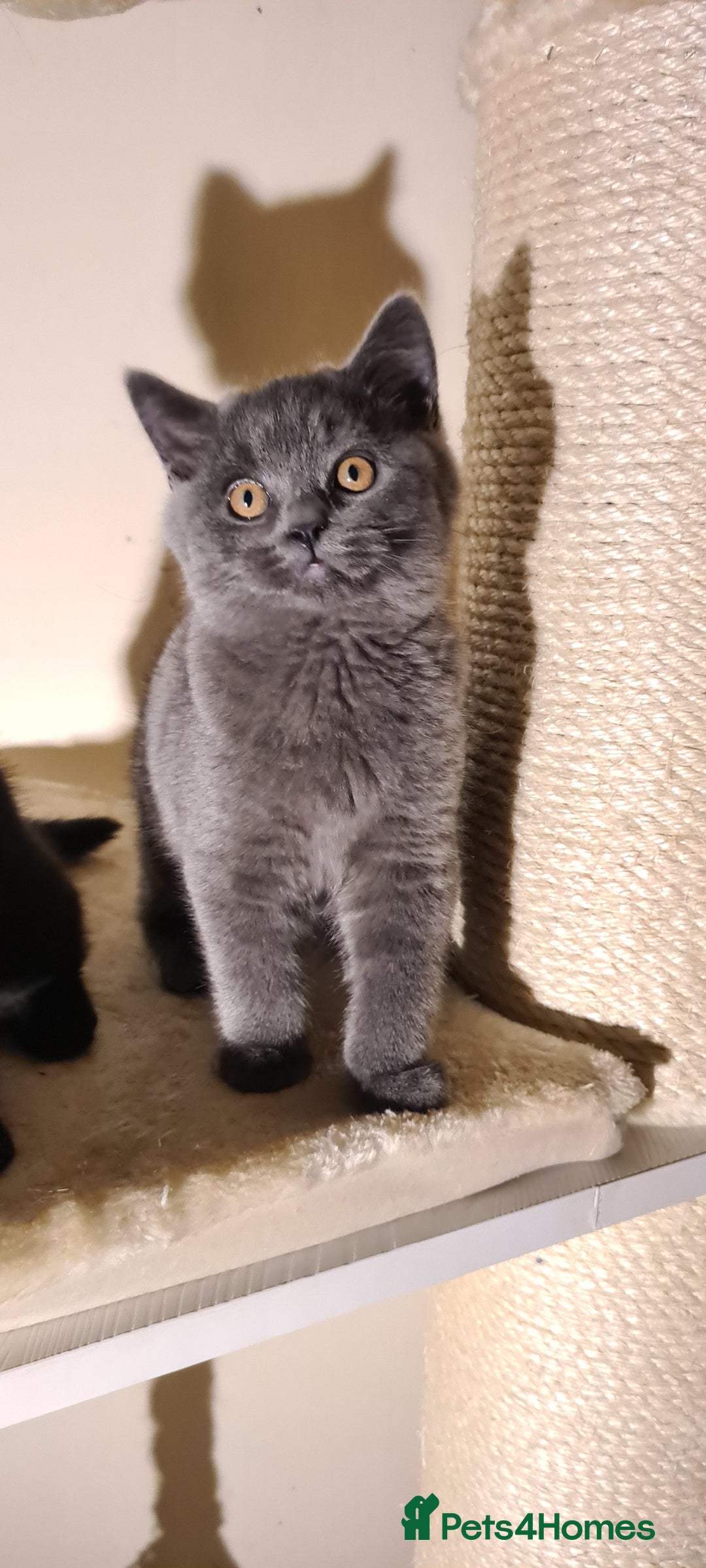 British Shorthair cats for sale: British shorthair black and blue kittens - Advert 14