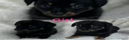 Mixed Breed dogs for sale: Dachshund x Pomeranian  - Advert 3