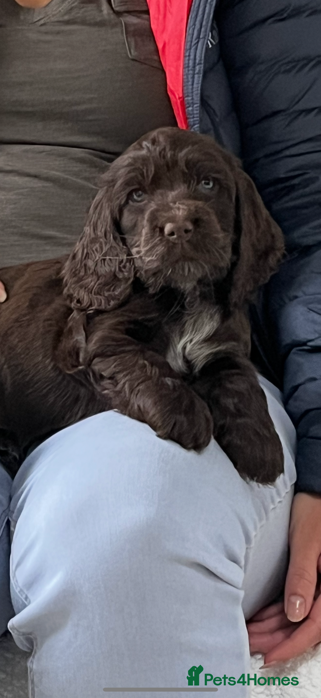 Cocker Spaniel dogs for sale: Gorgeous Show Type Cocker Spaniel Puppies  - Advert 8