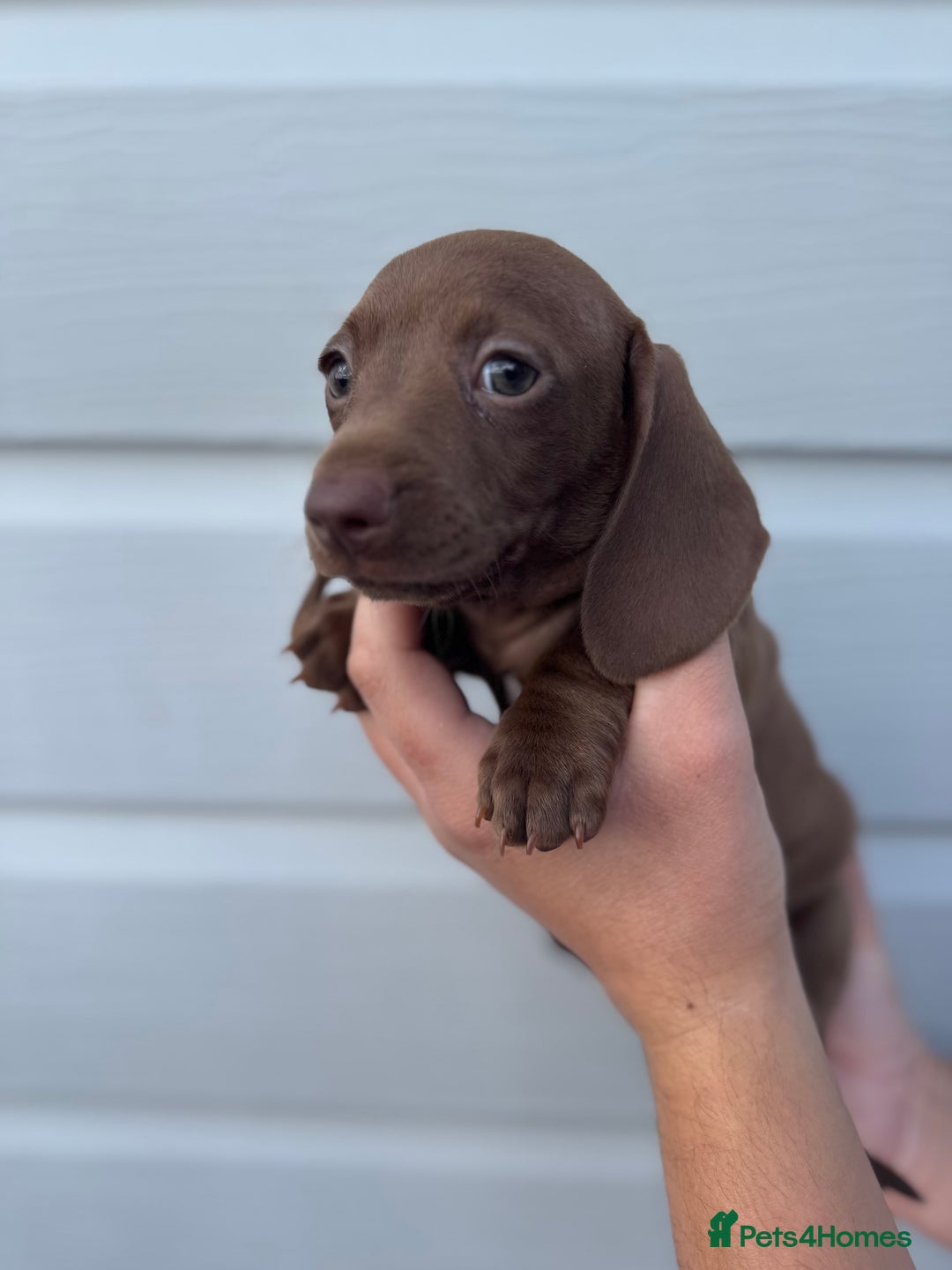 Miniature Dachshund dogs for sale: Miniature Dachsund Puppies (licensed breeder) - Image 22