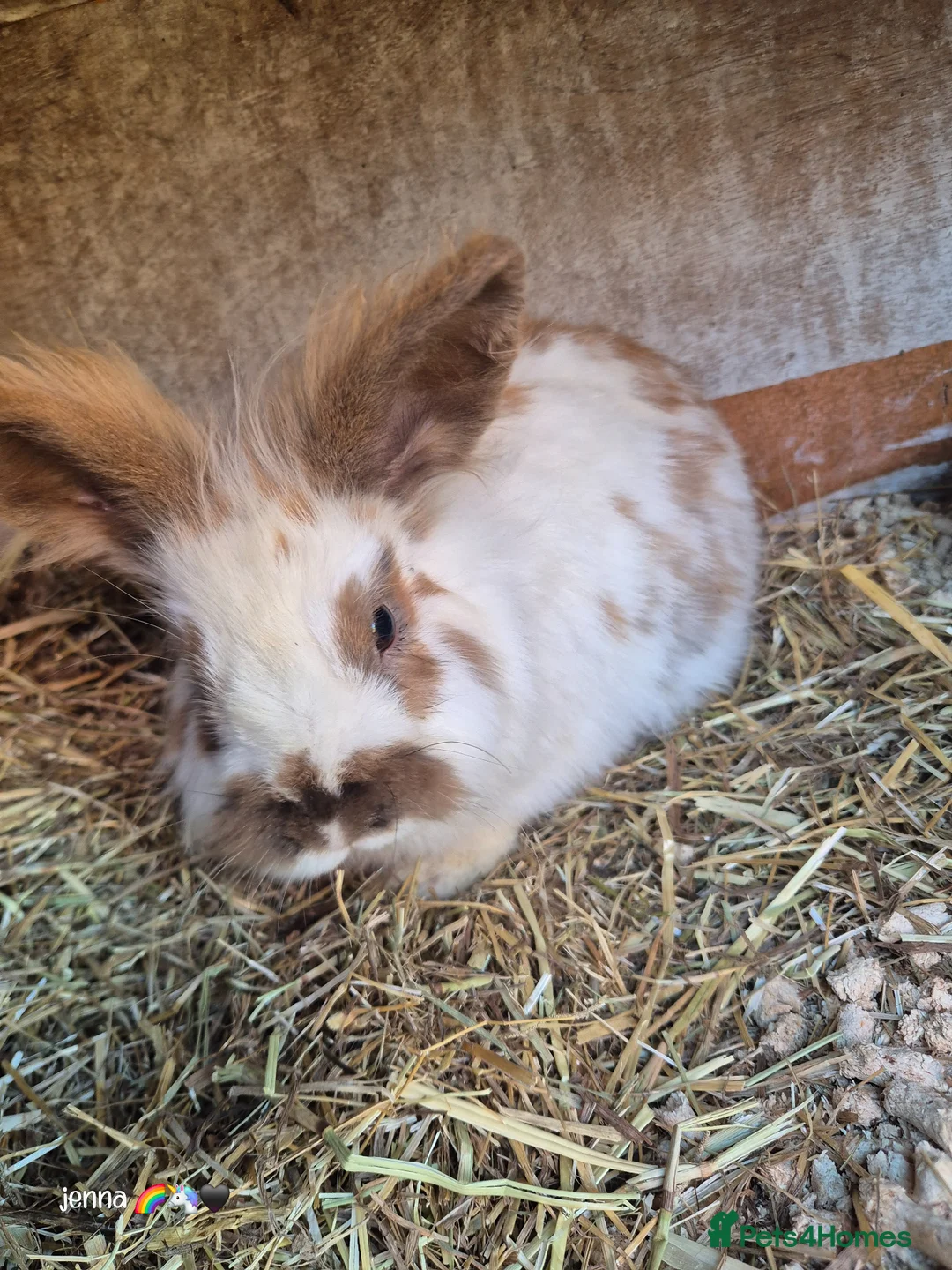 Lionhead rabbits for sale: Lion head bucks  in Durham - Advert 1