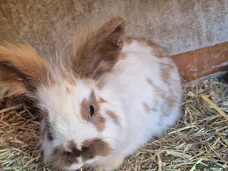 Lionhead rabbits Lion head bucks - Advert 3