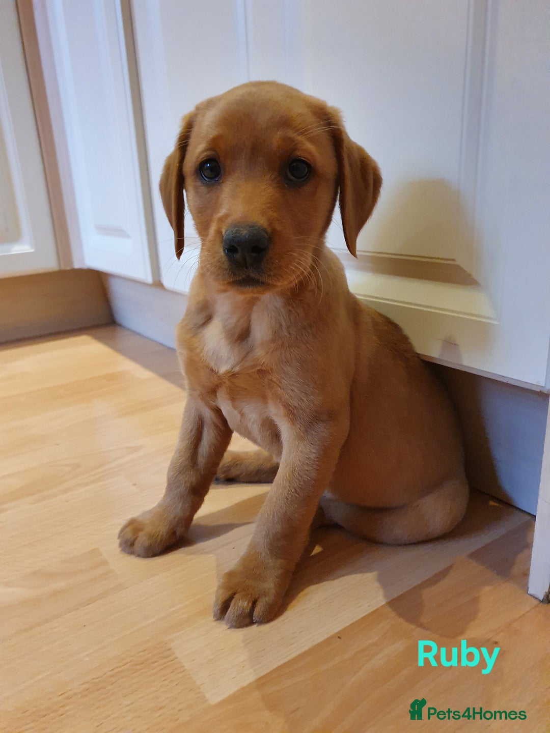 Labrador Retriever dogs for sale: Fox Red Labrador Retriever KC Registered puppies in Wetherby - Image 19