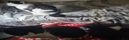Domestic Shorthair cats for sale: Ready to Fly the Nest  - Advert 18