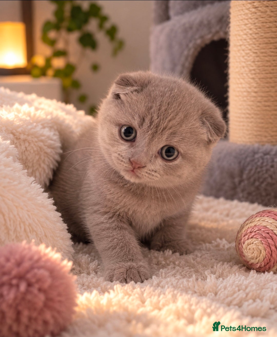 Scottish Fold cats 3 Gorgeous Lilac Scottish Fold&Straight Kittens - Advert 2