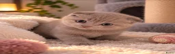 Scottish Fold cats for sale: 3 Gorgeous Lilac Scottish Fold&Straight Kittens in Aylesbury - Advert 2