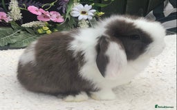 Mini Lop rabbits for sale: Mini lop buck - Image 4