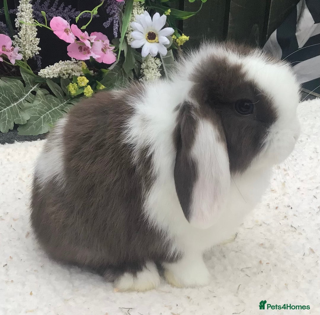 Mini Lop rabbits for sale: Mini lop buck - Image 4