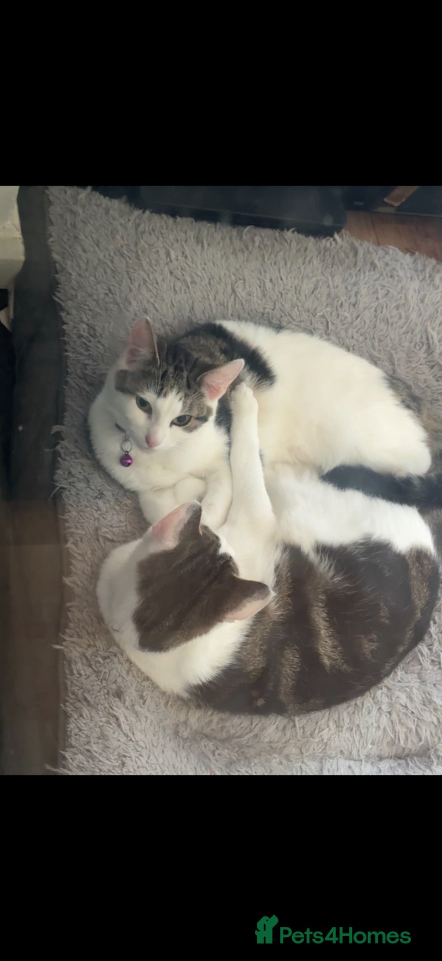 Mixed Breed cats Free Cat - Advert 13