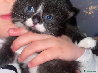 Norwegian Forest Cat cats Kittens Norwegian Forrest cat mix - Advert 1