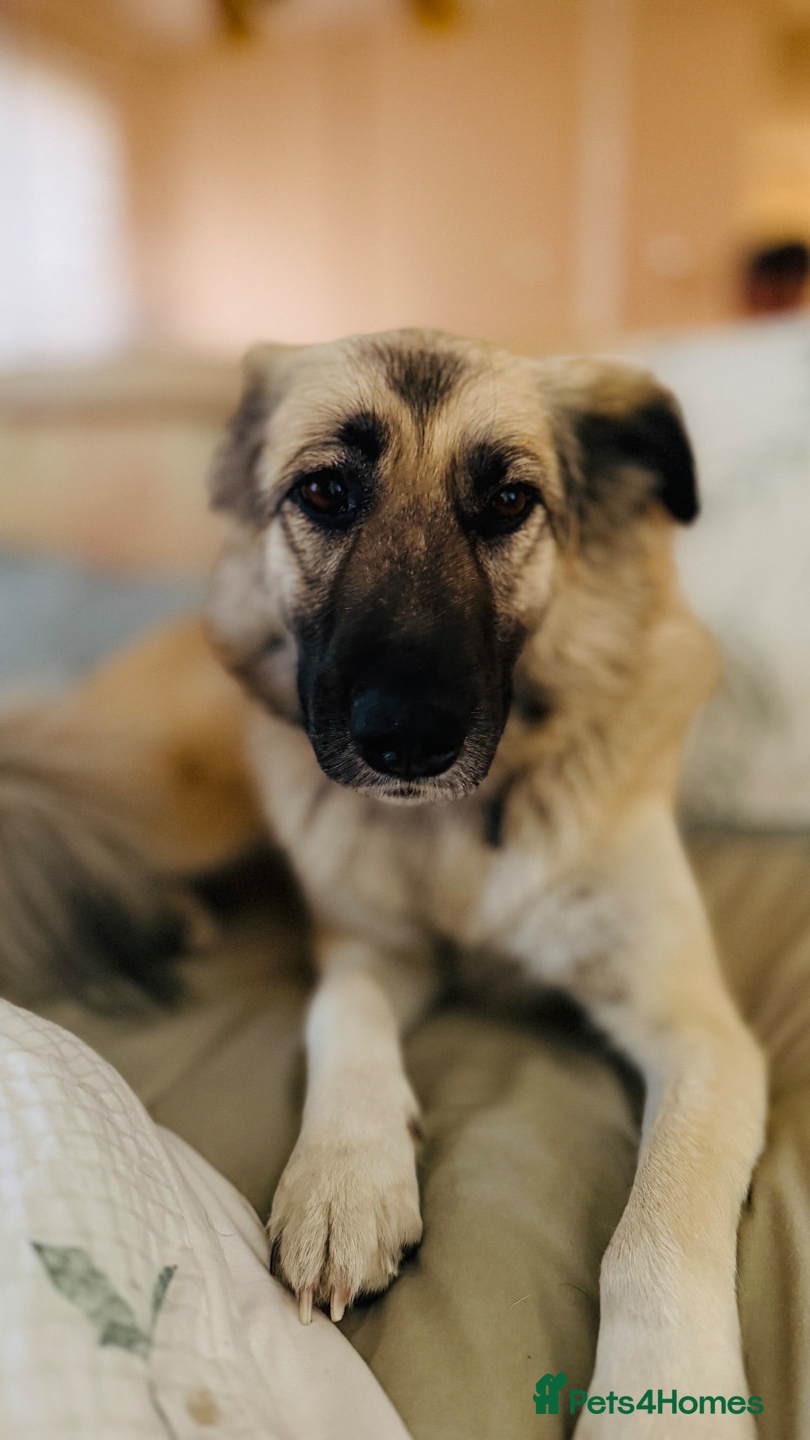 Anatolian Shepherd dogs Anatolian Shepherd - Advert 1