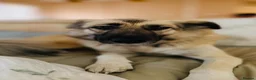 Anatolian Shepherd dogs for sale: Anatolian Shepherd in Gloucester - Advert 1