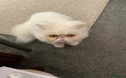 Persian cats for sale: Beautiful Persian white  - Image 1