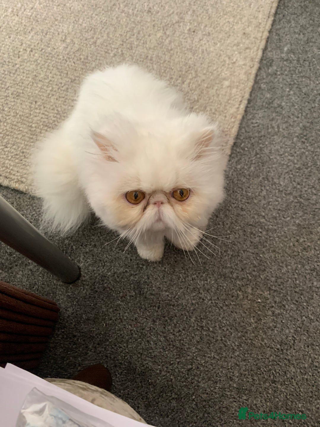 Persian cats for sale: Beautiful Persian white  - Image 1