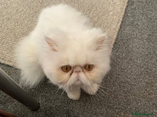 Persian cats - Advert 15