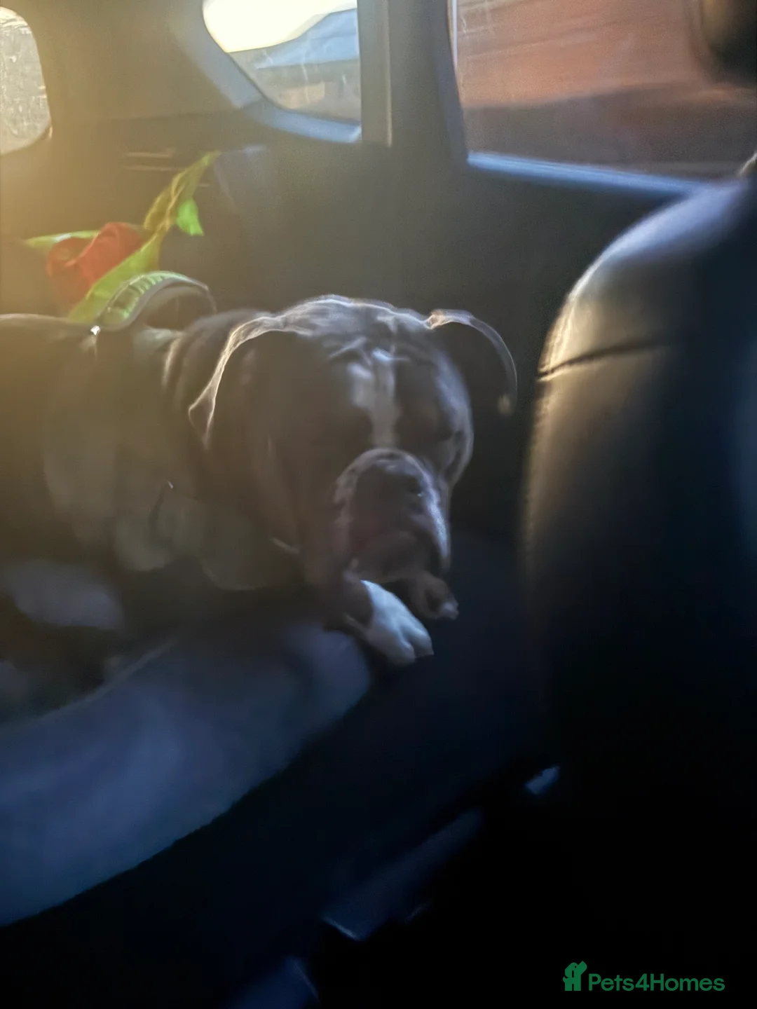 Olde English Bulldogge dogs for sale: 12 month old olde English bulldoggue  - Advert 4