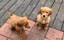 Golden Retriever dogs for sale: Dark fox red KC golden retriever puppies - Image 15