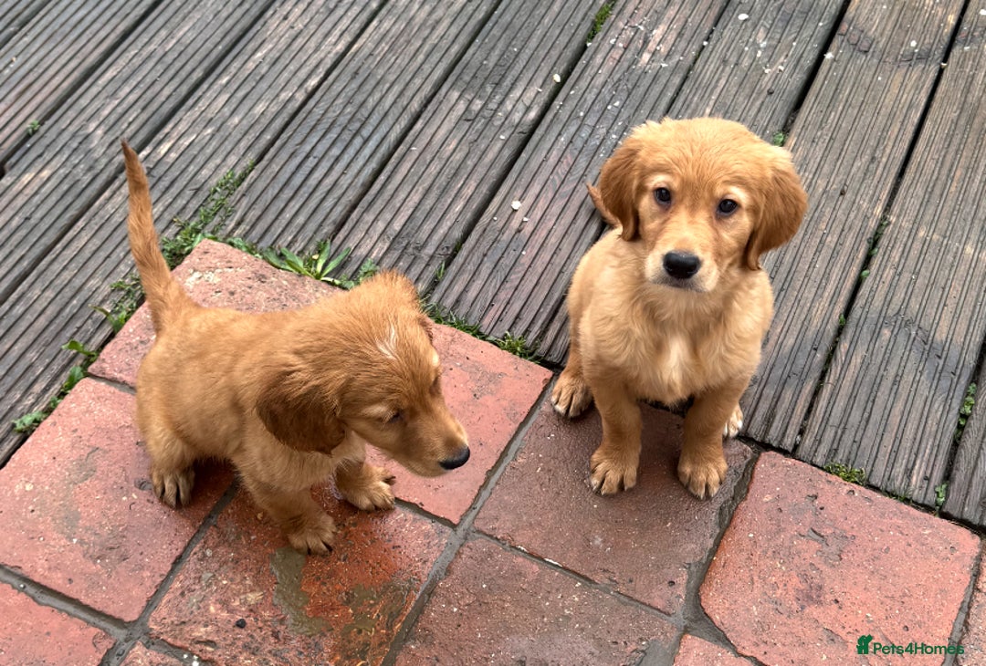 Golden Retriever dogs for sale: Dark fox red KC golden retriever puppies - Image 15