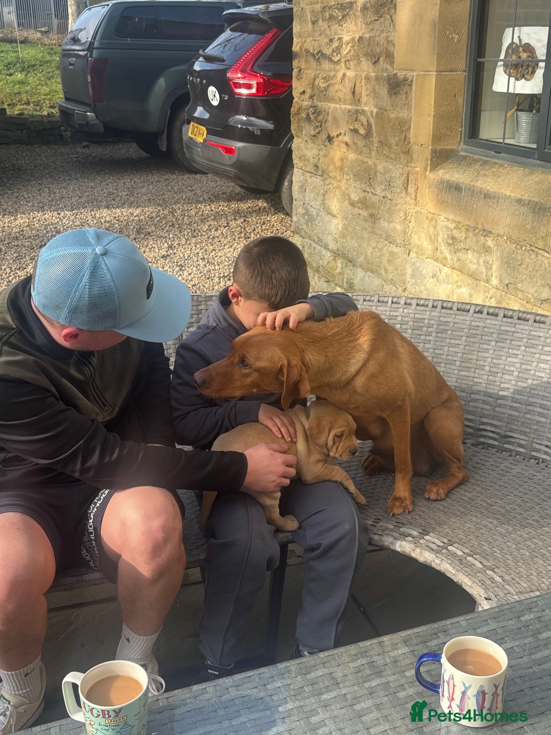 Labrador Retriever dogs for sale: Trigger  - Image 6