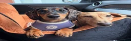 Miniature Dachshund dogs for sale: Beautiful Smooth hair silver dapple  - Advert 3