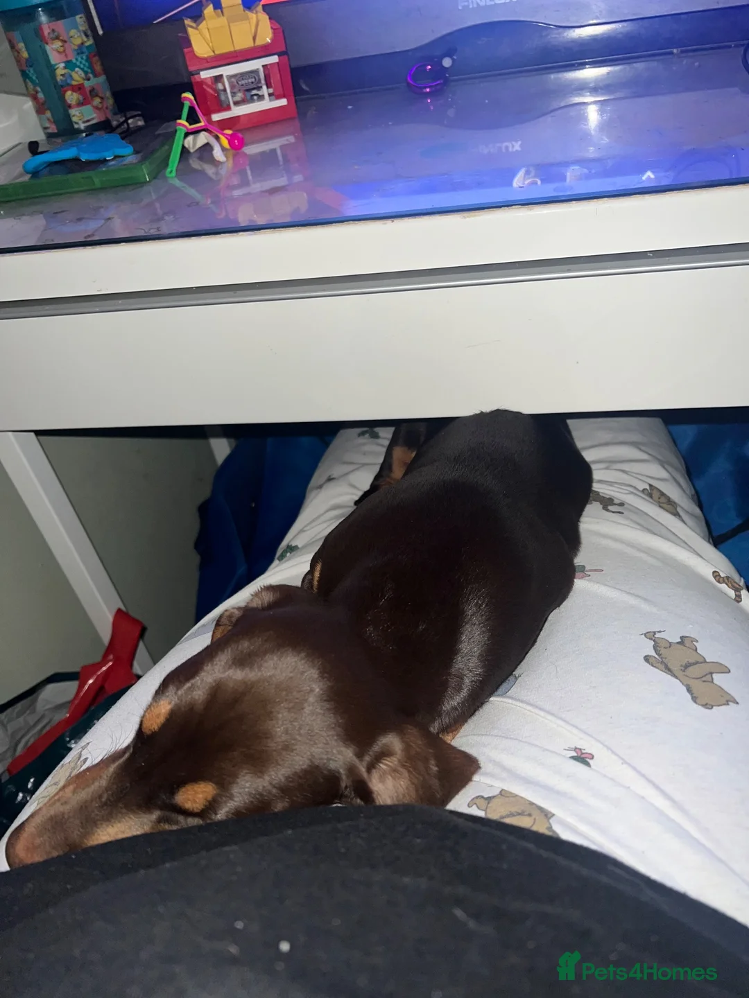 Dachshund dogs for sale: Dachshund looking for new home no fault of her own - Advert 4
