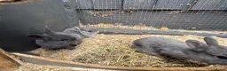 Netherland Dwarf rabbits for sale: Netherland dwarf x Rex  - Advert 3