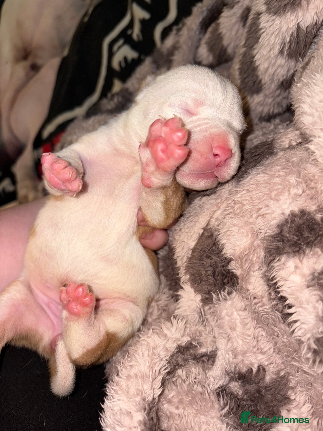 Mixed Breed dogs for sale: Staffy x American bulldog mixed breed  - Advert 9