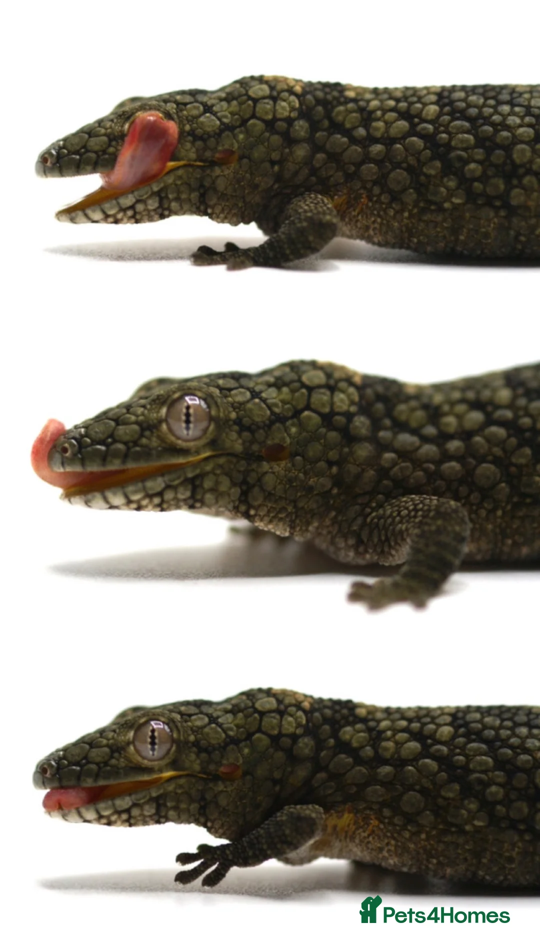 Gecko reptiles for sale: Chameleon gecko occidentalis,Vieillard's,agricolae - Advert 6