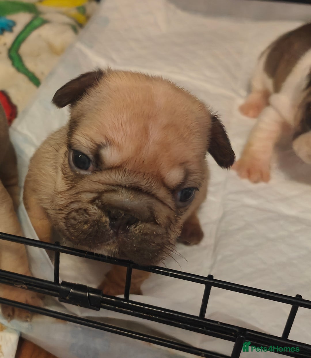 French Bulldog dogs for sale: KC reg French bulldog puppies female & male big➰  - Image 2