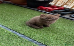 British Shorthair cats for sale: 🍫 Two Chocolate Girls British Shorthair Kittens🤎 - Image 11