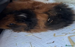 Guinea Pig rodents for sale: 2 beautiful female guinea pigs  - Image 6