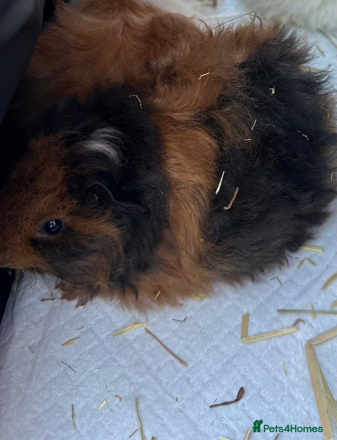 Guinea Pig rodents for sale: 2 beautiful female guinea pigs  - Image 6