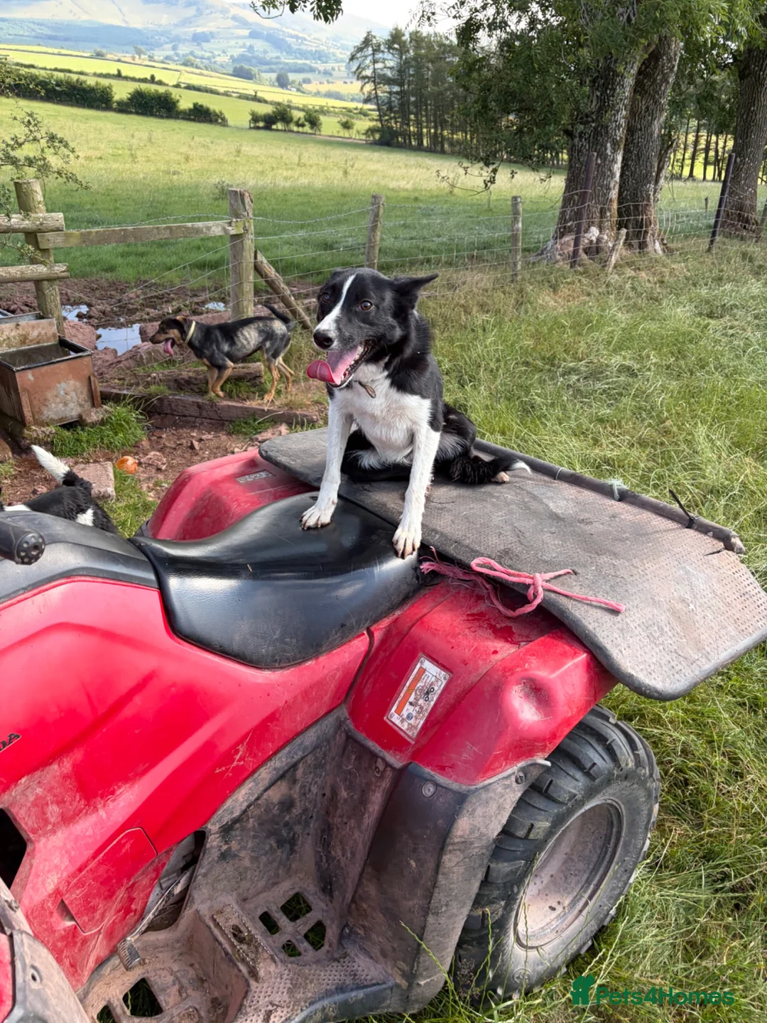 Border Collie dogs for sale: Two year old border collie  in Brecon - Advert 2