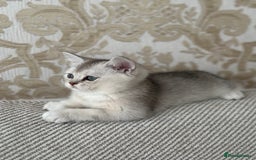 Scottish Fold cats for sale: 4 Scottish Silver Chinchilla Kittens  - Image 3