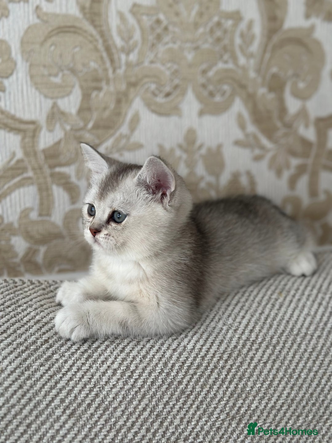 Scottish Fold cats for sale: 4 Scottish Silver Chinchilla Kittens  - Image 3