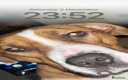 Mixed Breed dogs for sale: Hunter (Staffy X)  - Image 6