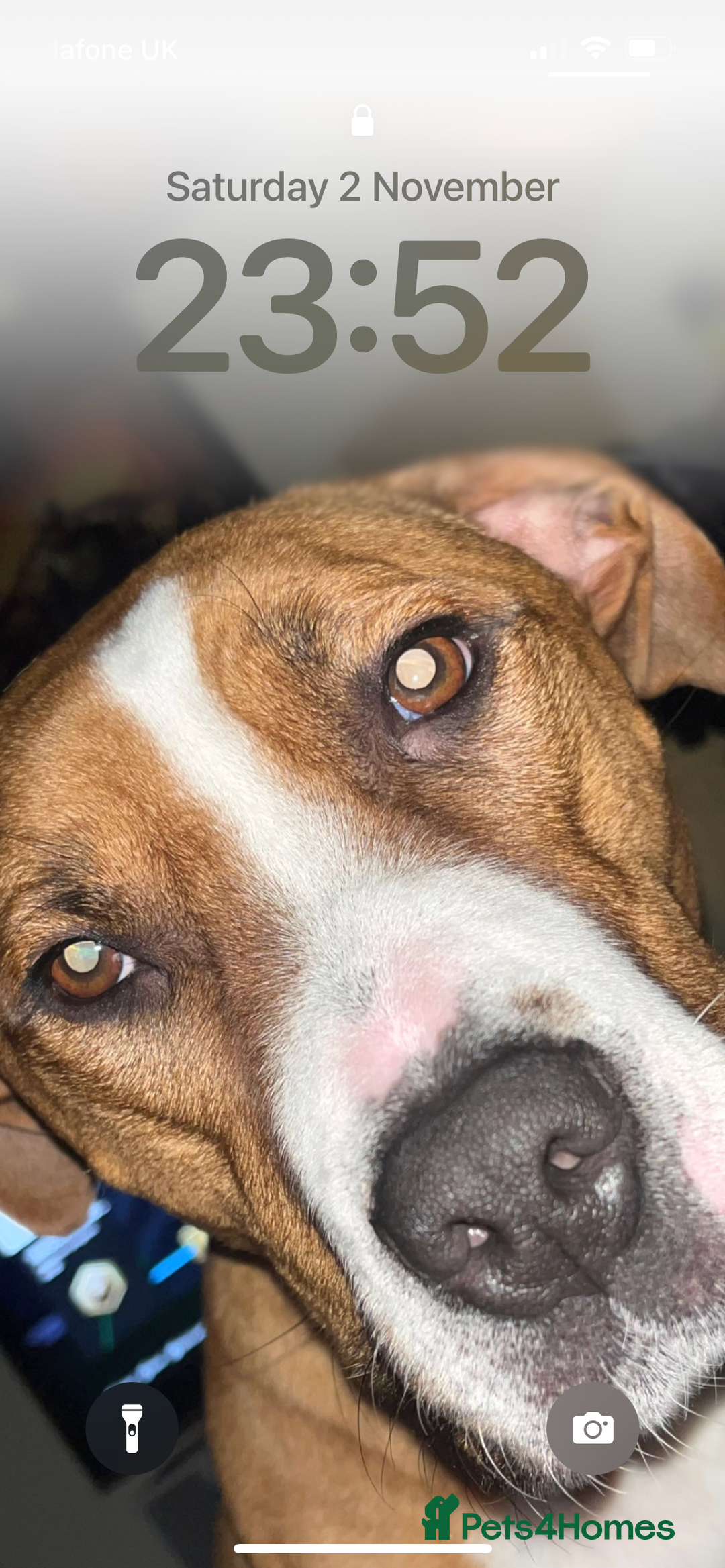 Mixed Breed dogs for sale: Hunter (Staffy X)  - Image 6