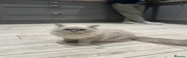 Kitten 2