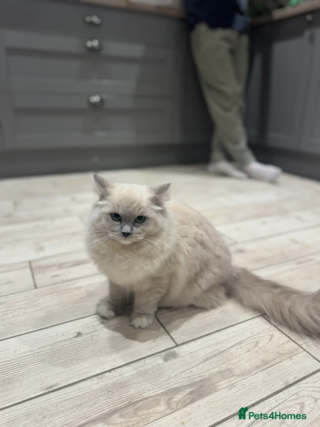 Ragdoll cats for sale: Champion Ragdoll Girls in Thetford - Advert 2