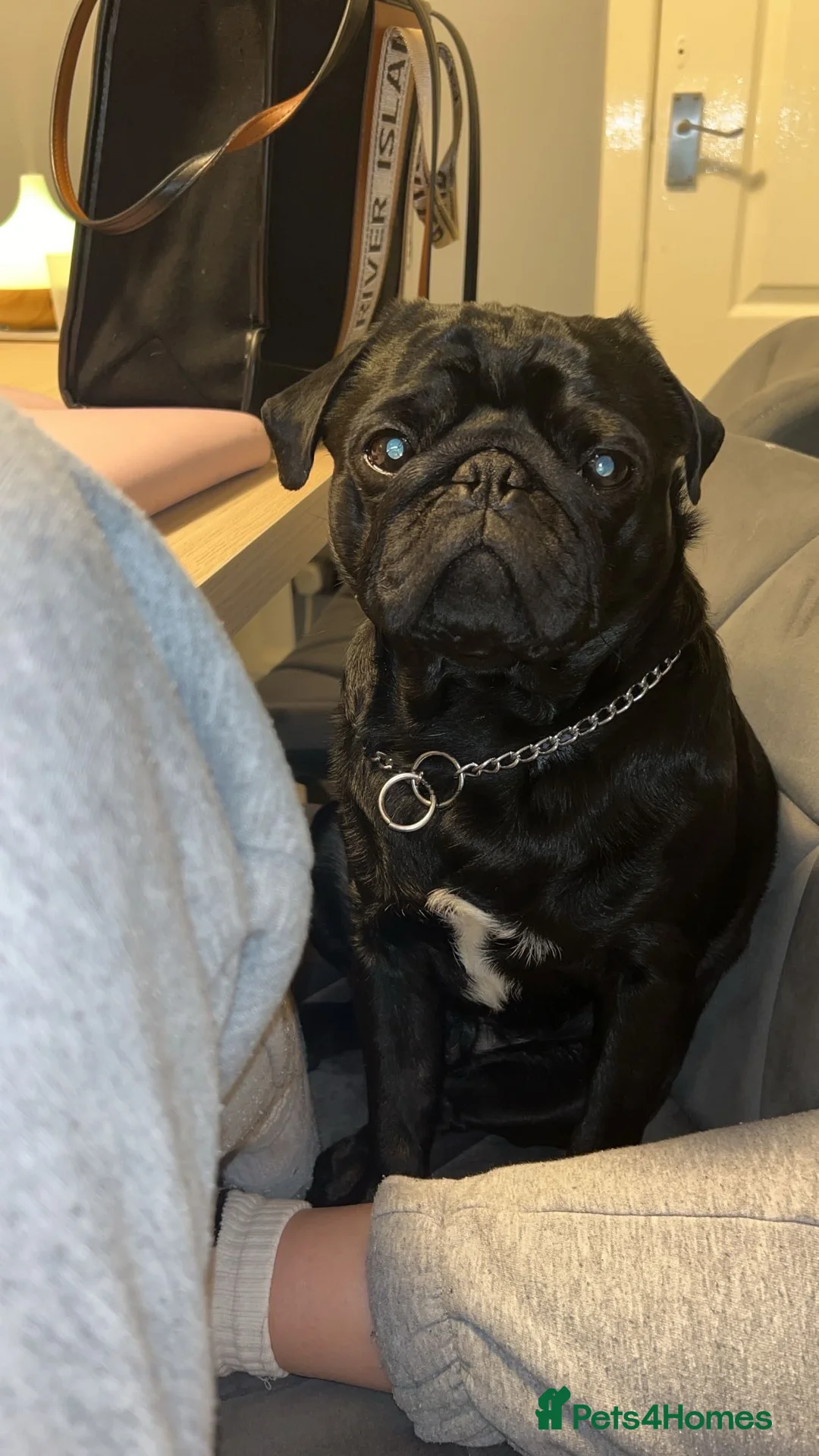 Pug dogs for stud: Frankie the black pug  in Barnsley - Advert 3