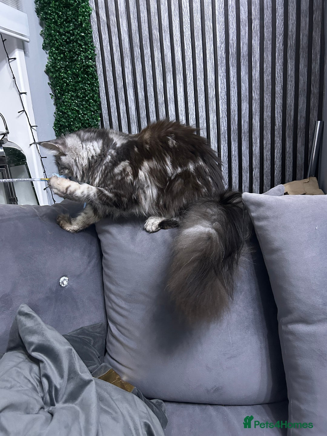 Maine Coon cats for sale: maine coon Girl  - Advert 9