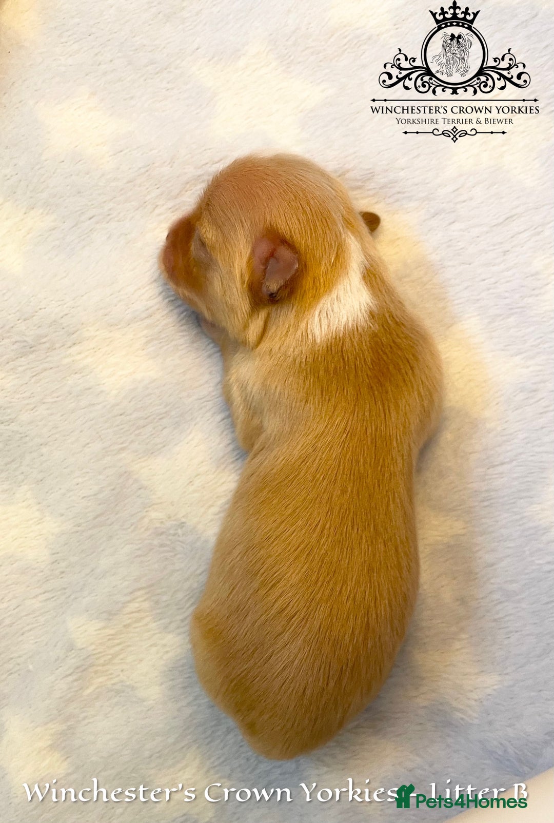 Yorkshire Terrier dogs for sale: ❤️ Champion heritage KC reg.PEDIGREE puppies! 🐶❤️ - Image 16