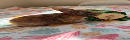 Mixed Breed rabbits for sale: Baby Rabbits for sale - mixed breed in King's Lynn - Advert 12