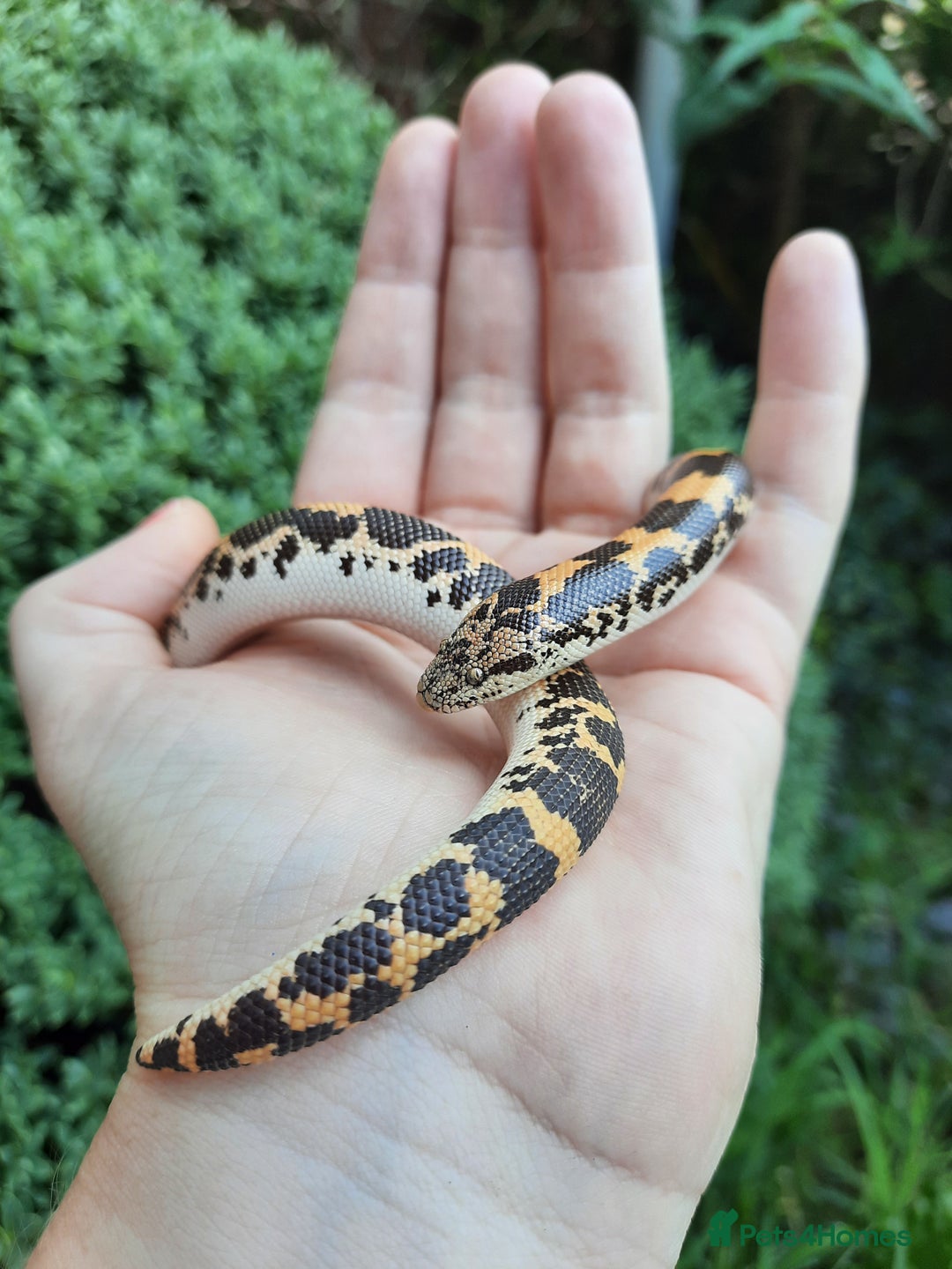 Boa Snake reptiles for sale: Male Kenyan Sand Boa with terrarium setup - Image 8
