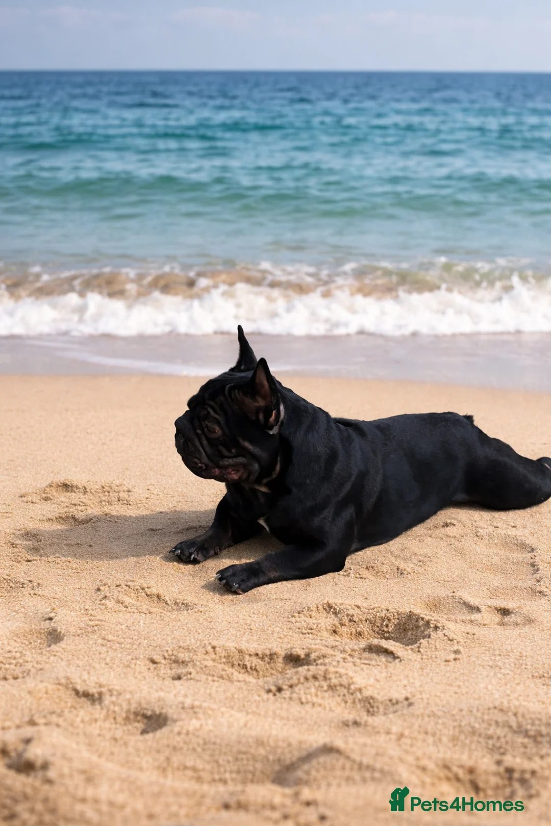 French Bulldog dogs for stud: French Bulldog Stud 🔥 in Dunfermline - Advert 2