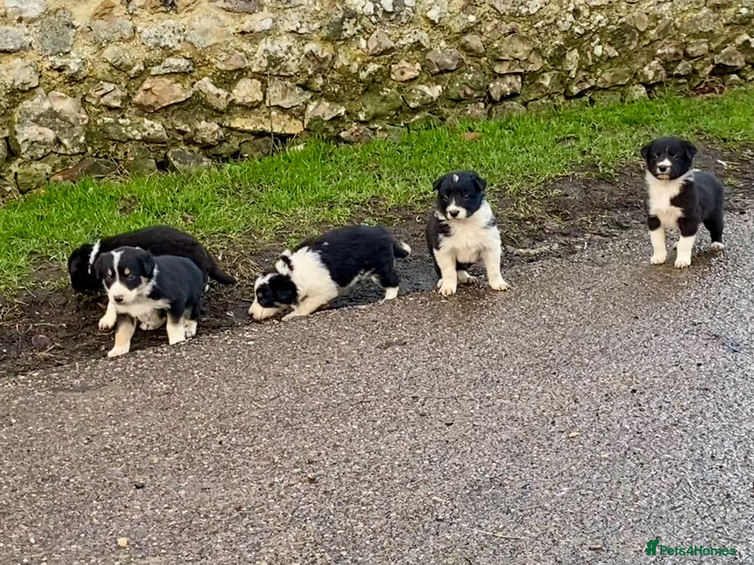 Border Collie dogs for sale: Lovely Border Collie puppies - Advert 4