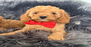 Cavapoo dogs - Advert 10