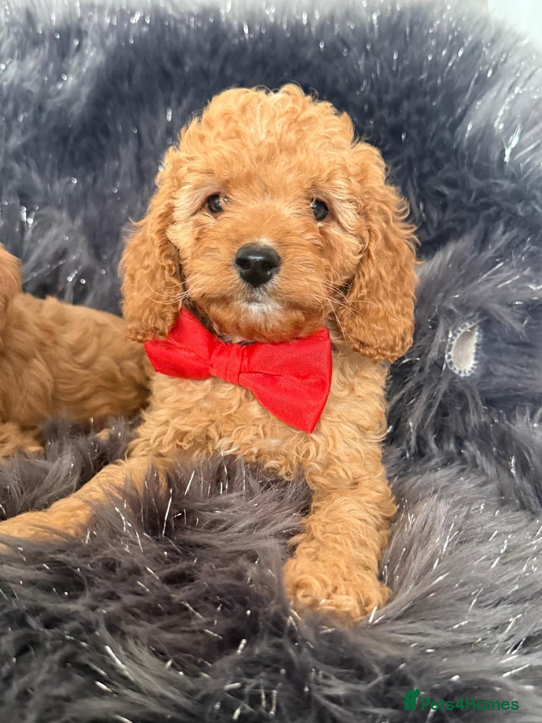 Cavapoo dogs for sale: F1b Beautiful Cavapoos 🧬 DNA clear parents - Image 3