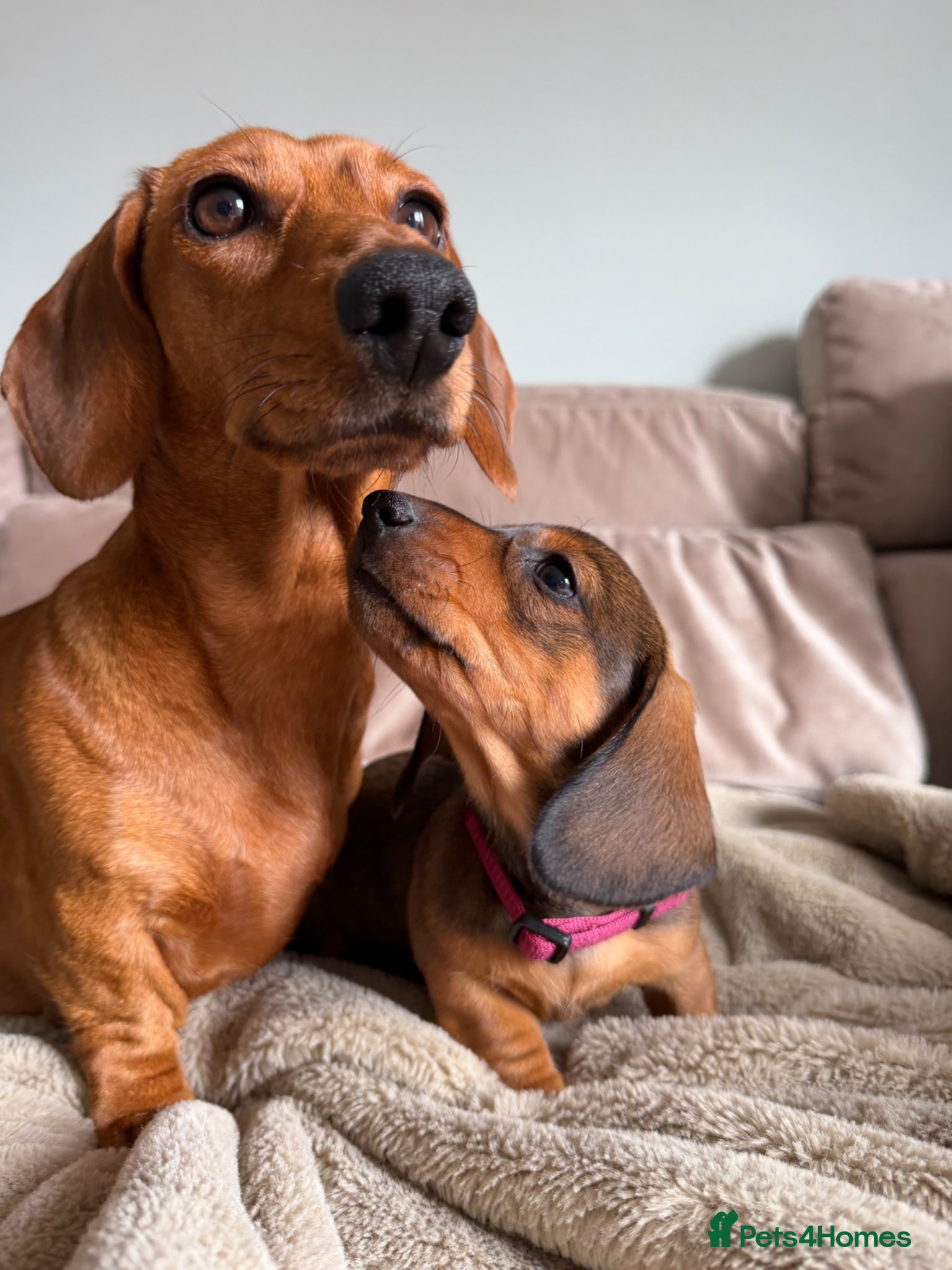 Miniature Dachshund dogs for sale: KC registered Miniature dachshunds red&shaded red - Advert 1