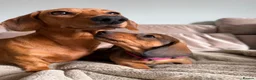 Miniature Dachshund dogs for sale: KC registered Miniature dachshunds red&shaded red - Advert 1